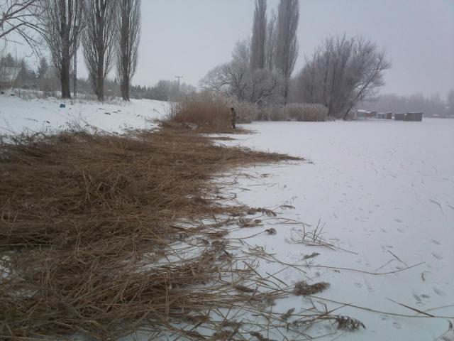 Megkezdődött 2010. 12. 31.-én a nádvágás a dányi horgásztavon.